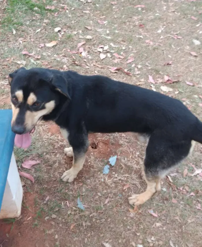 Cachorro ra a Vira Lata Com Pastor Alemão idade 4 anos nome Marley