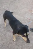 Marley