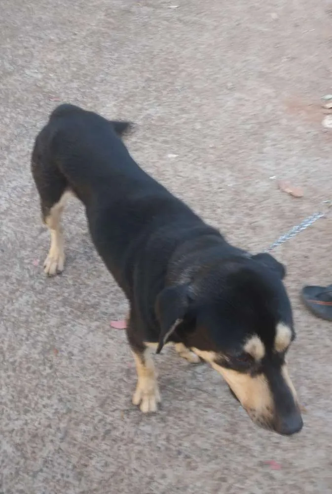 Cachorro ra a Vira Lata Com Pastor Alemão idade 4 anos nome Marley