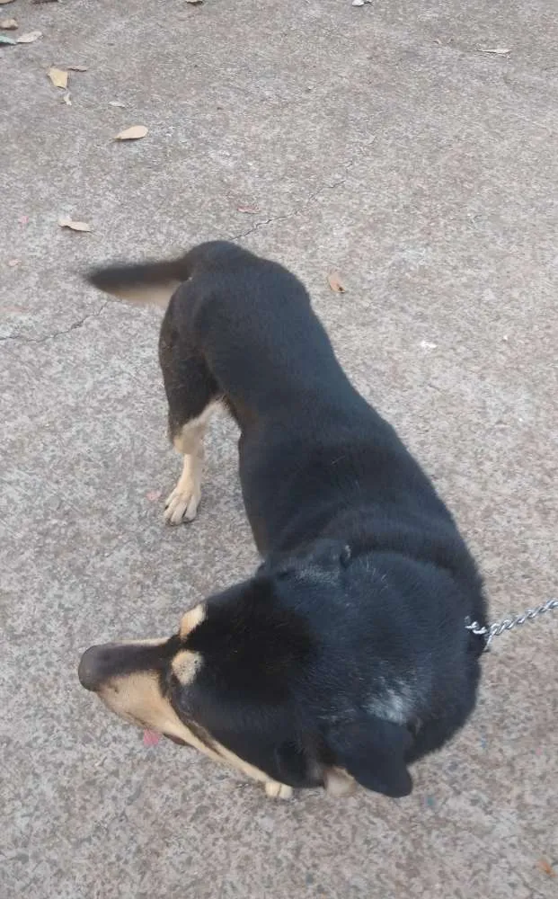 Cachorro ra a Vira Lata Com Pastor Alemão idade 4 anos nome Marley