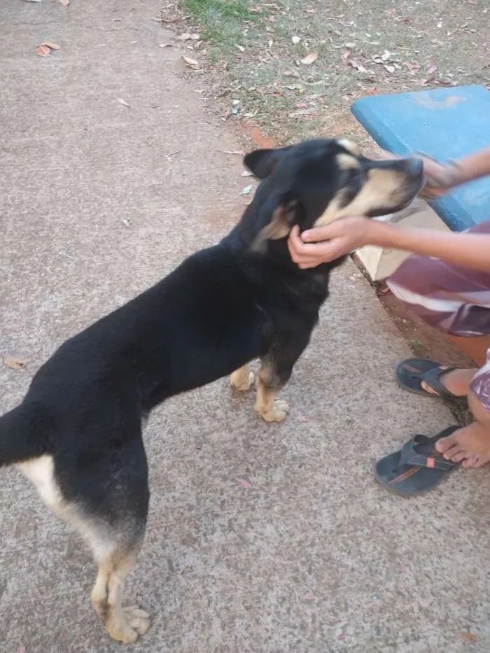 Cachorro ra a Vira Lata Com Pastor Alemão idade 4 anos nome Marley