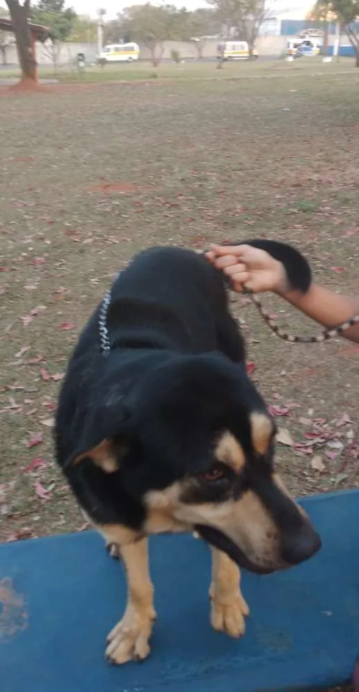 Cachorro ra a Vira Lata Com Pastor Alemão idade 4 anos nome Marley