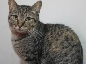 Gato raça SRD idade 7 a 11 meses nome Amunet