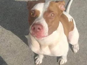 Cachorro raça Pitbull idade 3 anos nome  Shakira