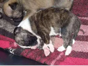 Cachorro raça vira-lata idade Abaixo de 2 meses nome chiquinho 