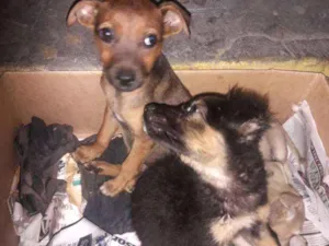 Cachorro raça ... idade 2 a 6 meses nome ...
