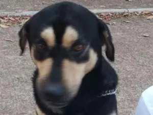 Cachorro raça Vira Lata Com Pastor Alemão idade 4 anos nome Marley