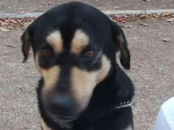 Cachorro ra a Vira Lata Com Pastor Alemão idade 4 anos nome Marley