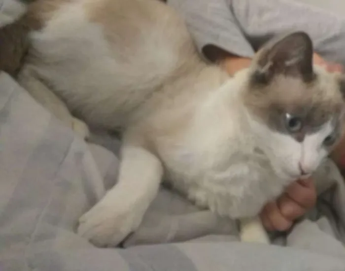 Gato ra a  idade 7 a 11 meses nome Cloe
