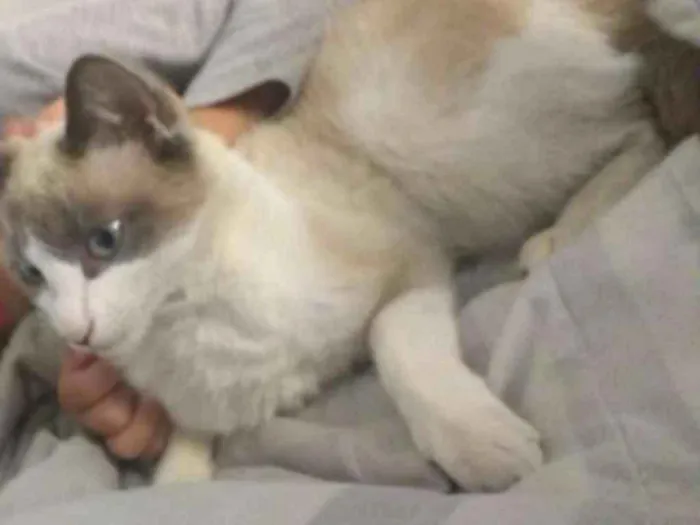 Gato ra a  idade 7 a 11 meses nome Cloe