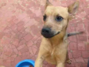 Cachorro raça Srd idade 7 a 11 meses nome Kiwi