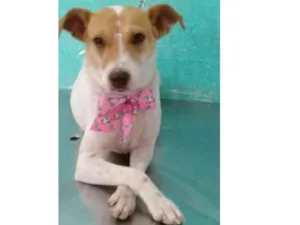 Cachorro raça Sem raça definida idade 1 ano nome Lilica