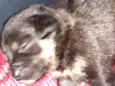 Lua