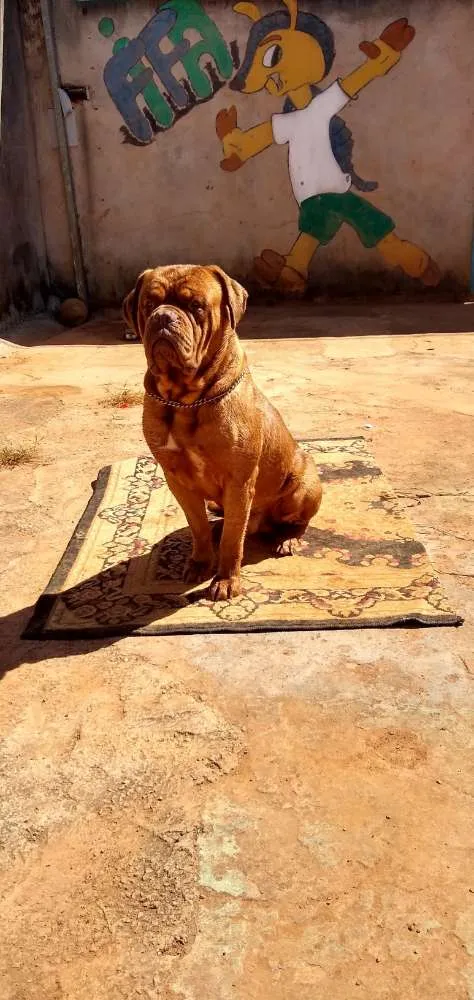 Cachorro ra a Dogue de bordeaux idade 3 anos nome Kenai 