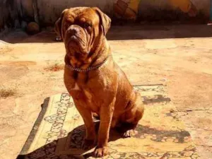 Cachorro raça Dogue de bordeaux idade 3 anos nome Kenai 