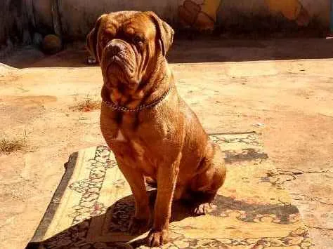 Cachorro ra a Dogue de bordeaux idade 3 anos nome Kenai 