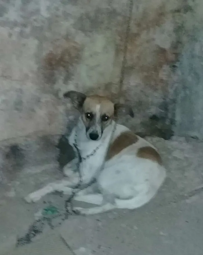 Cachorro ra a Vira-lata  idade 1 ano nome Nina