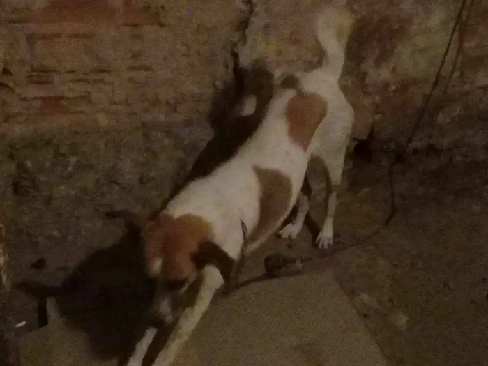 Cachorro ra a Vira-lata  idade 1 ano nome Nina