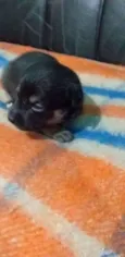 Lua 