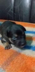 Lua