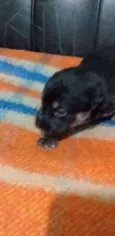 Lua