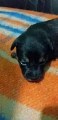 Lua