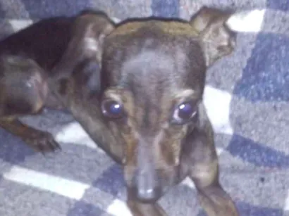 Cachorro raça pinscher 02 idade 3 anos nome Piscuila