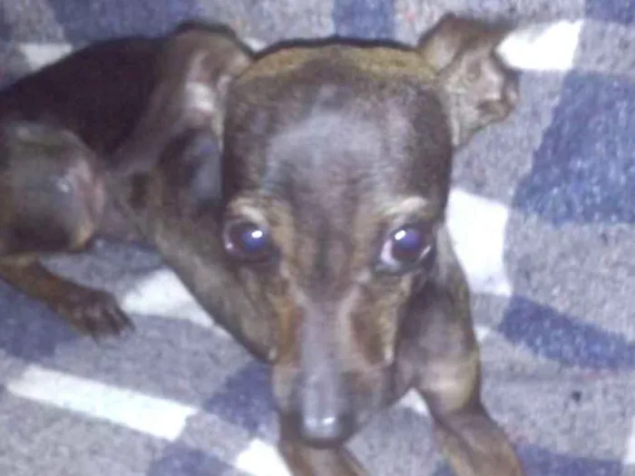 Cachorro ra a pinscher 02 idade 3 anos nome Piscuila