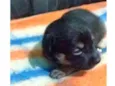 Lua