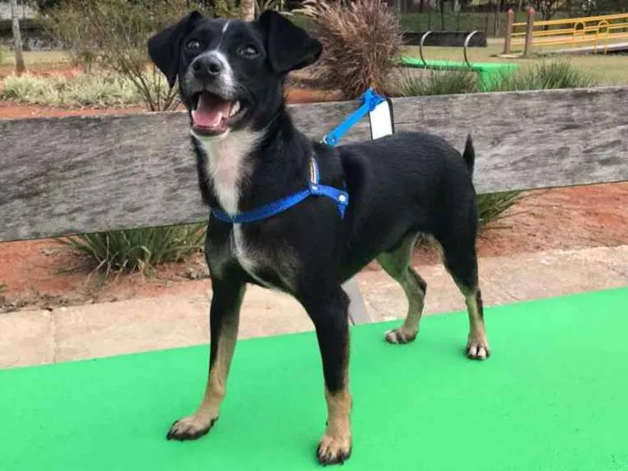 Cachorro ra a Srd idade 1 ano nome Nino