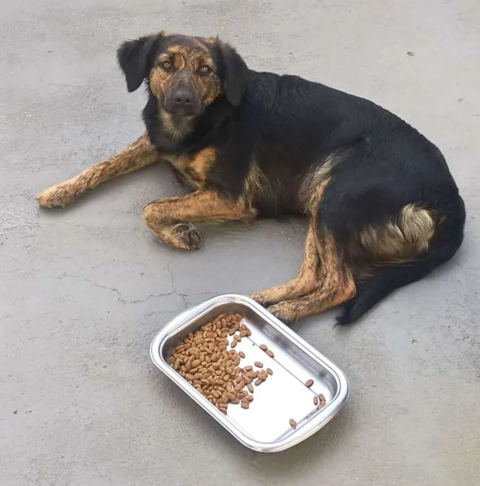 Cachorro raça SRD idade 3 anos nome Vivi
