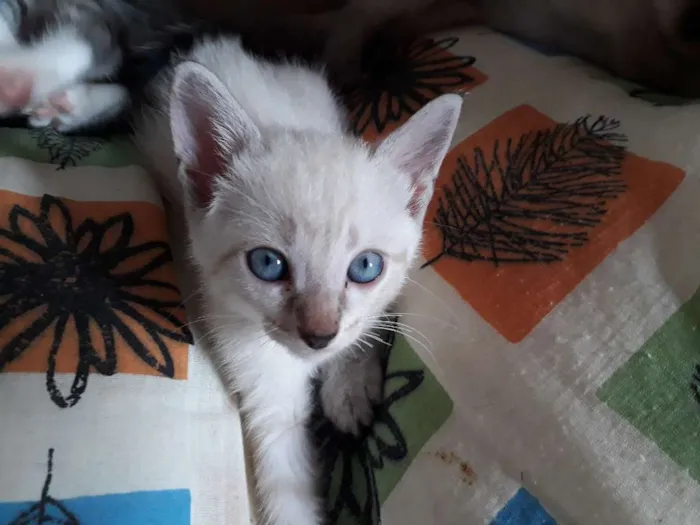 Gato ra a Sem idade Abaixo de 2 meses nome Dandara