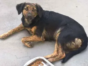Cachorro raça SRD idade 3 anos nome Vivi