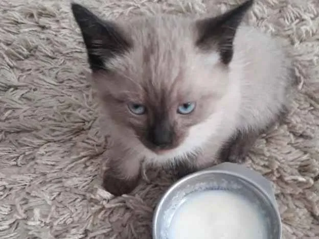 Gato ra a Siamês idade 2 a 6 meses nome Gatinho