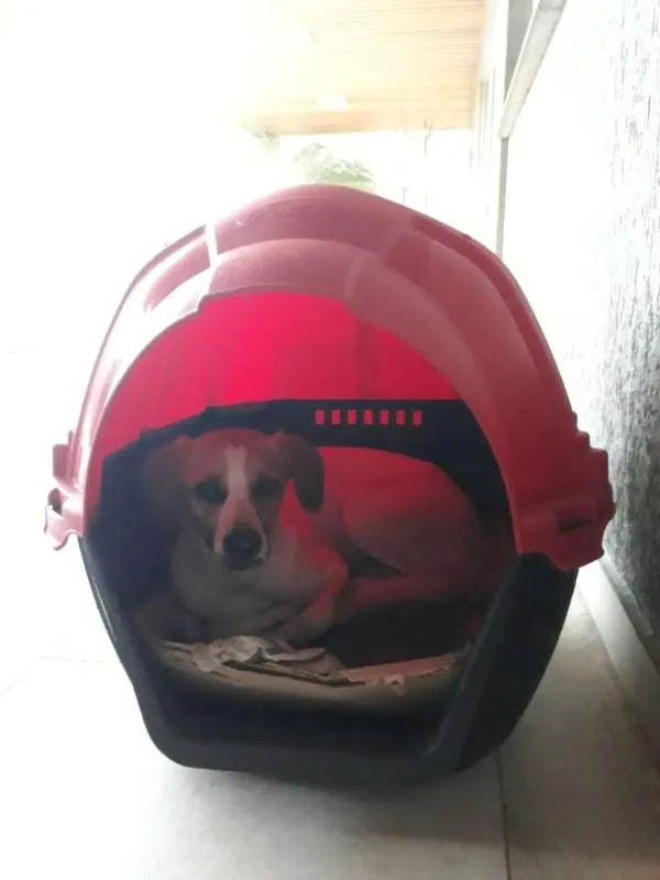 Cachorro raça viralata idade 1 ano nome Pipoca