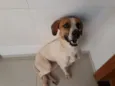Pipoca