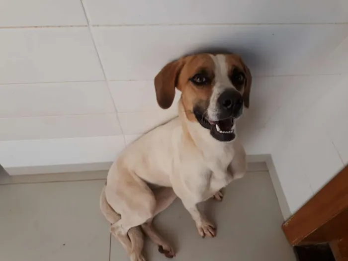 Cachorro raça viralata idade 1 ano nome Pipoca
