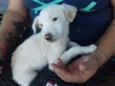 Pititico