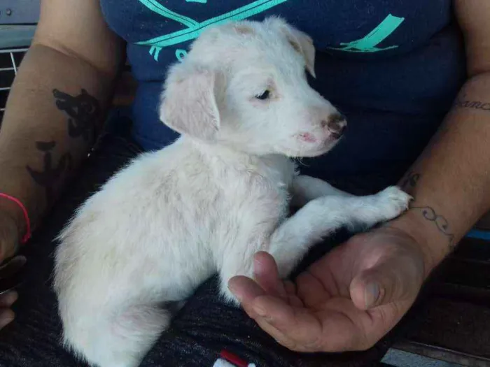 Cachorro ra a Srd idade 2 a 6 meses nome Pititico