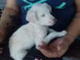 Pititico