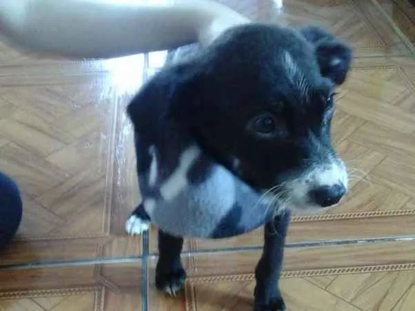Cachorro ra a Srd idade 2 a 6 meses nome Pititico