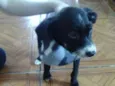 Pititico