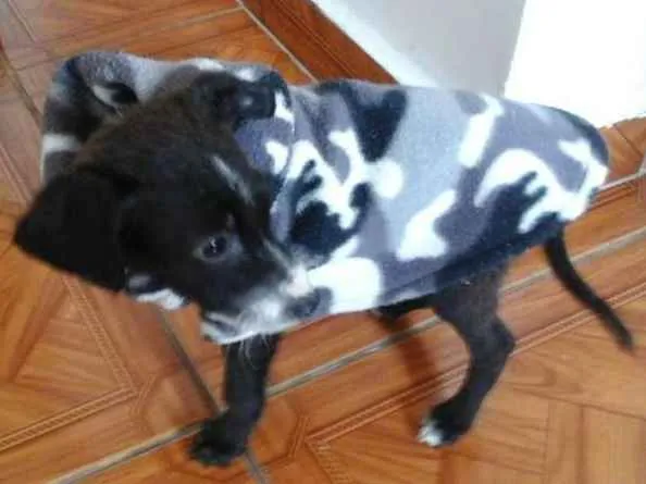 Cachorro ra a Srd idade 2 a 6 meses nome Pititico