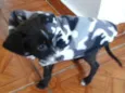 Pititico
