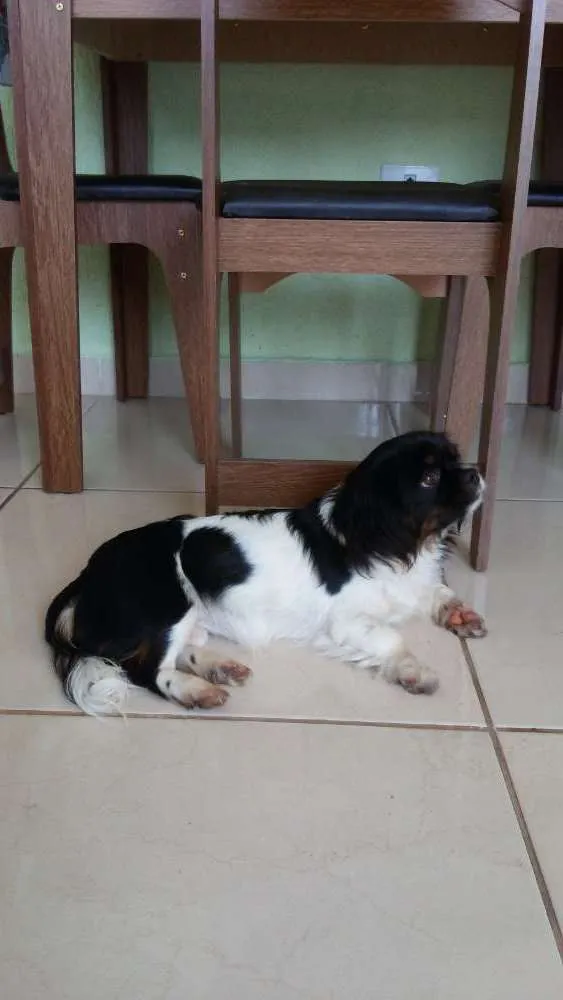 Cachorro ra a Lhasa apso  idade 7 a 11 meses nome Luna