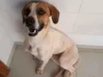 Pipoca