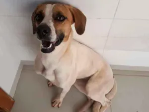 Cachorro raça viralata idade 1 ano nome Pipoca