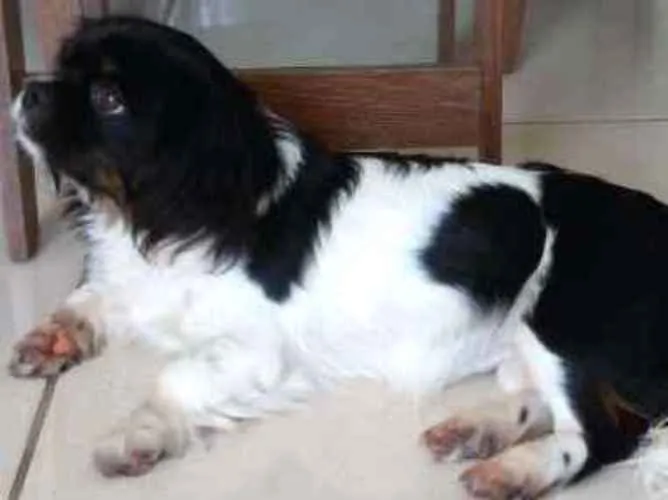 Cachorro ra a Lhasa apso  idade 7 a 11 meses nome Luna