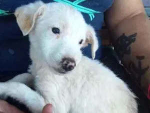 Cachorro raça Srd idade 2 a 6 meses nome Pititico