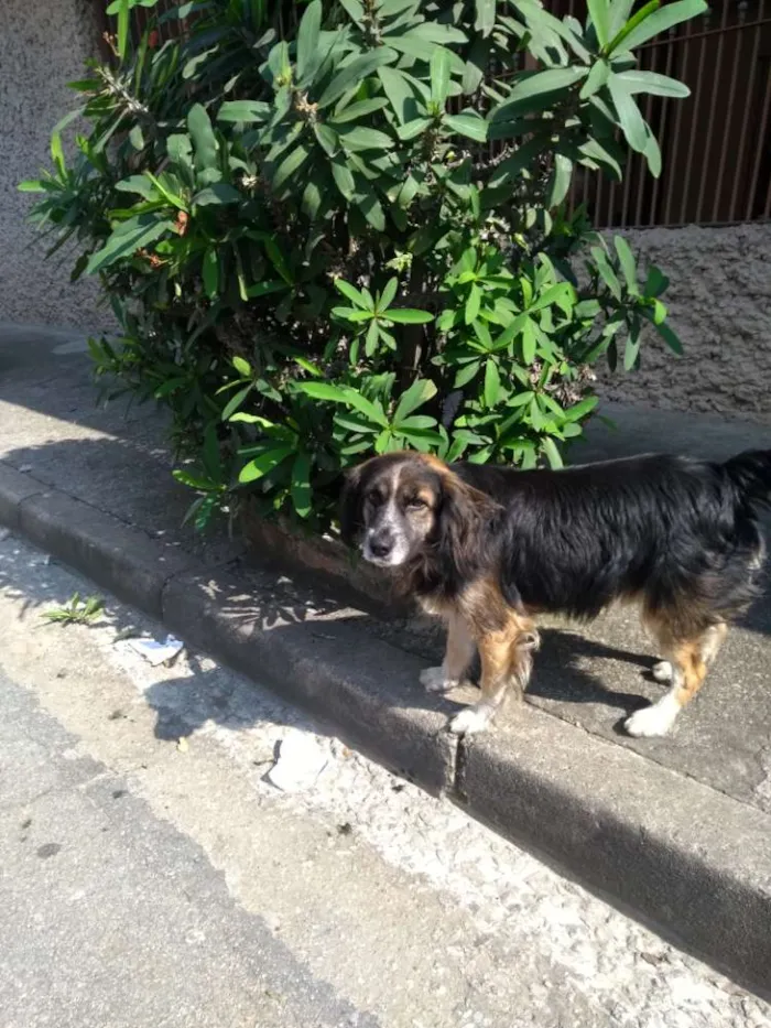 Cachorro ra a Vira lata idade 3 anos nome Não tem nome